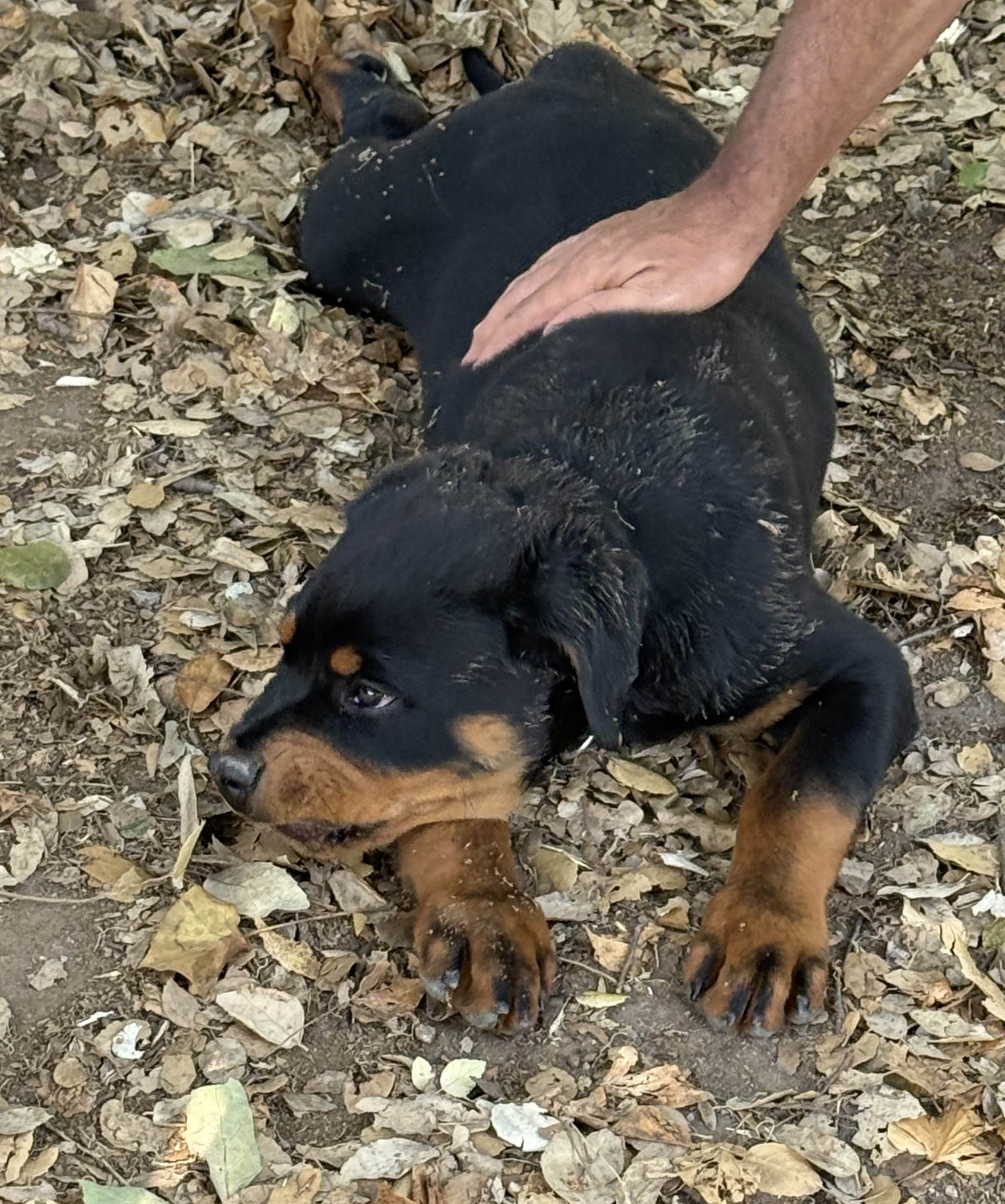 Bébé Rottweiler dans la nature se faisant caresser