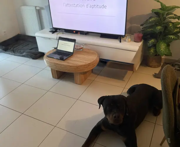 Attestation d’aptitude chien de catégorie 1 & 2