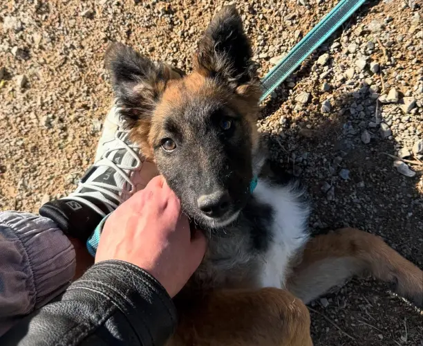 Forfait chiot